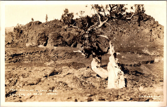 Real Photo Postcard Tree Growing in Lava Rock at Craters of Moon, Idaho