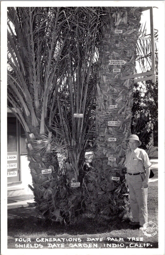 RPPC Four Generations Date Palm Tree Shields Date Garden in Indio, California