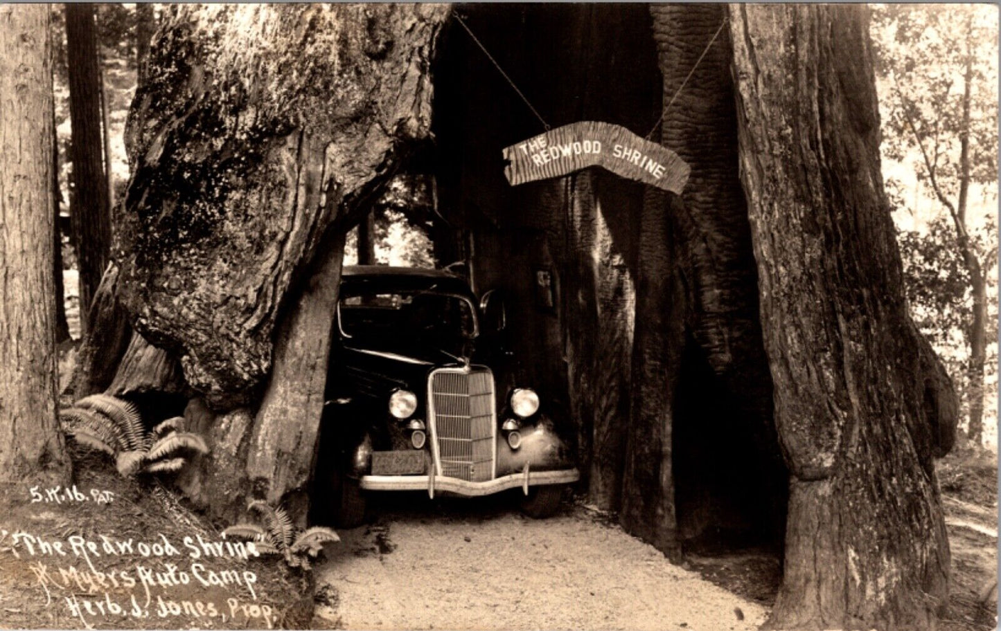 RPPC Auto Inside The Redwood Shrine at Myers Auto Camp Myers Flat, California