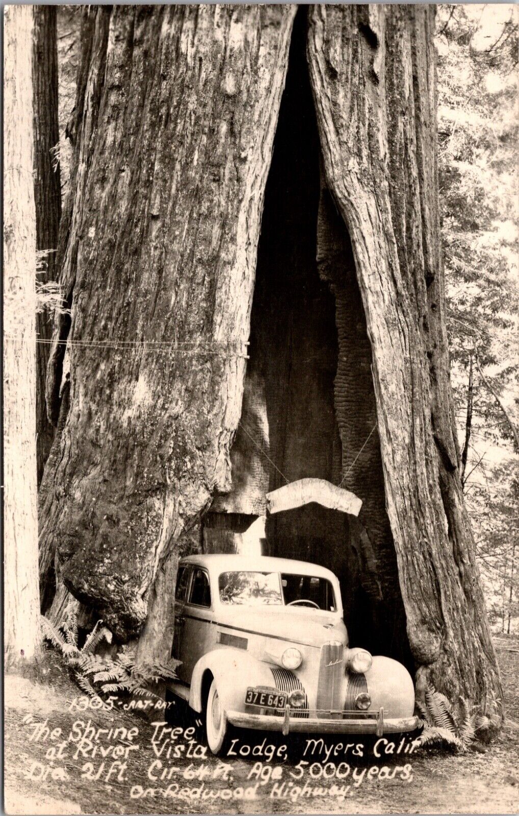 RPPC The Shrine Tree at River Vista Lodge in Myers, California Redwood Highway