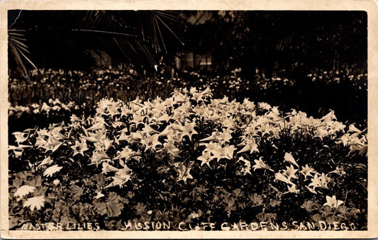 RP Postcard Easter Lilies at Mission Cliff Gardens San Diego, California~1167