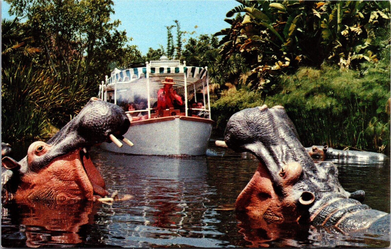 Disneyland Postcard Jungle Cruise Rivers of America Hippopotamus Adventureland