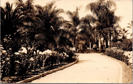 Three Real Photo Postcards Mission Cliff Gardens San Diego California~1179