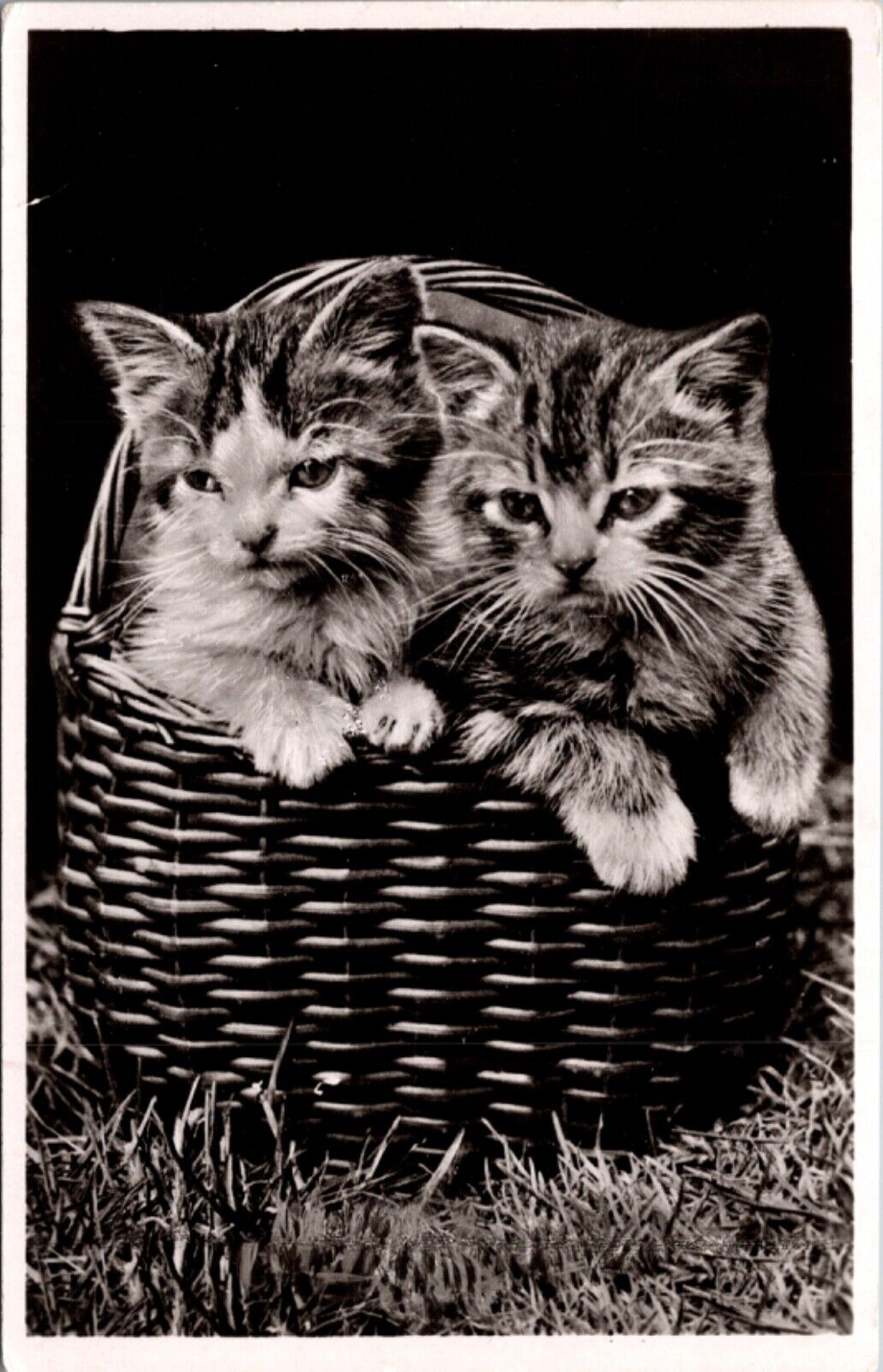 Real Photo Studio Postcard Two Kittens in a Wicker Basket