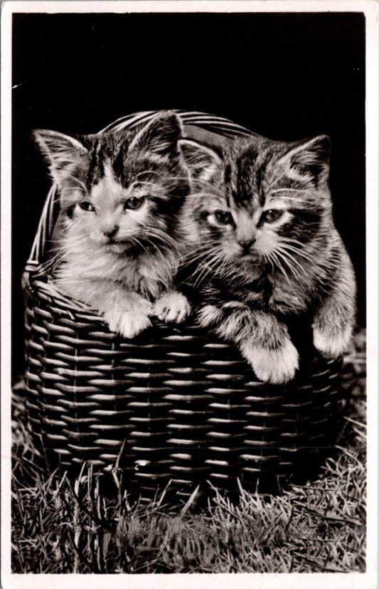 Real Photo Studio Postcard Two Kittens in a Wicker Basket