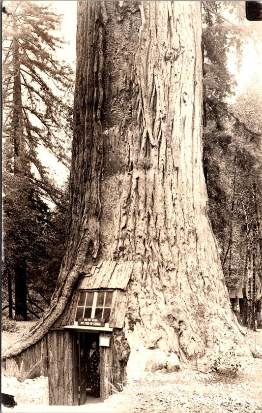 RPPC Fraternal Monarch Quadruped Tree Lilley Redwood Park Piercy, California