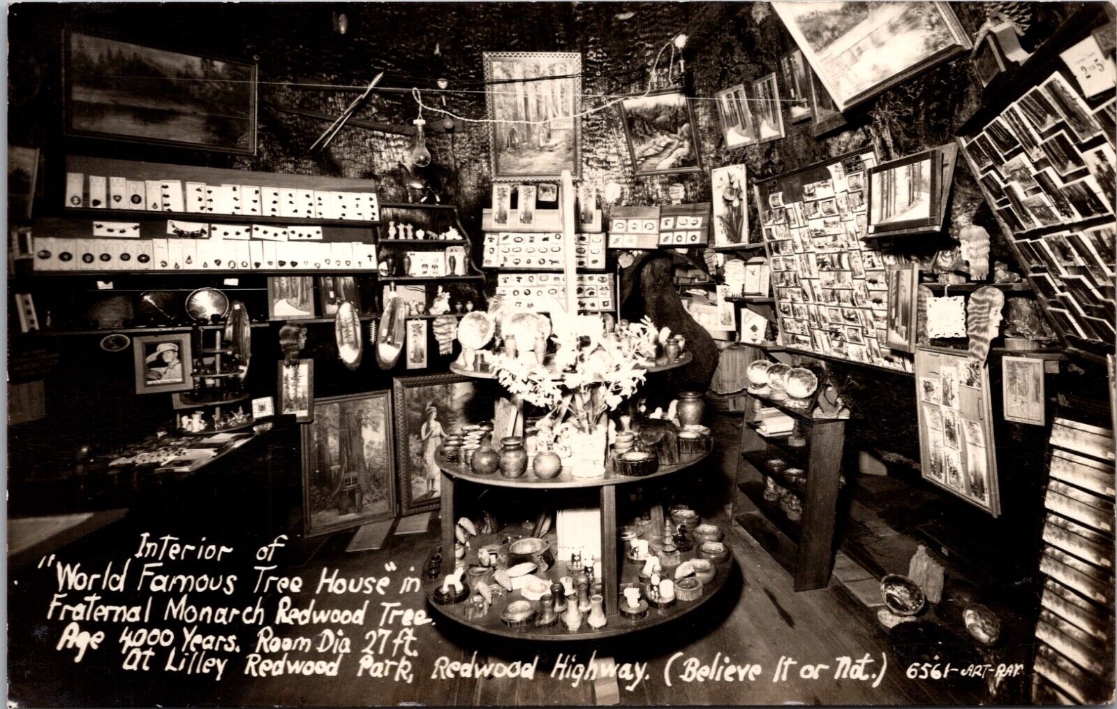 RPPC Interior of World Famous Tree House Inside Fraternal Monarch Redwood Tree