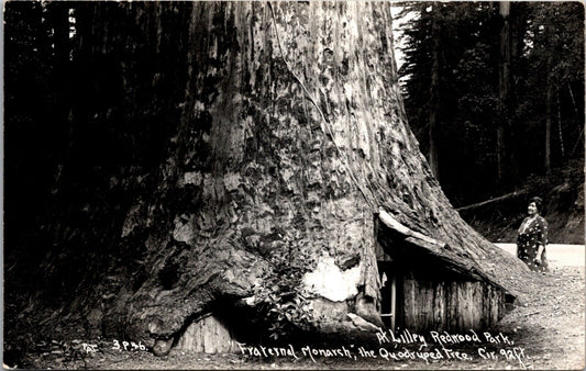 RP Postcard At Lilley Redwood Park Fraternal Monarch Quadruped Tree California