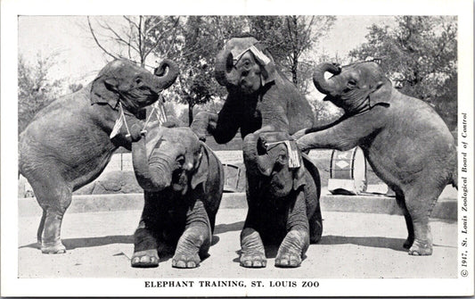 1947 Postcard Elephant Training American Flags at the St. Louis Zoo Missouri