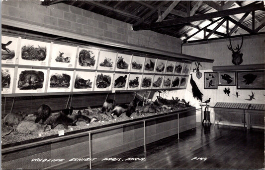 Real Photo Postcard Wildlife Exhibit in Paris, Michigan