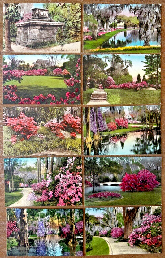 10 Hand Colored PCs Magnolia Middleton Place Gardens Charleston, South Carolina