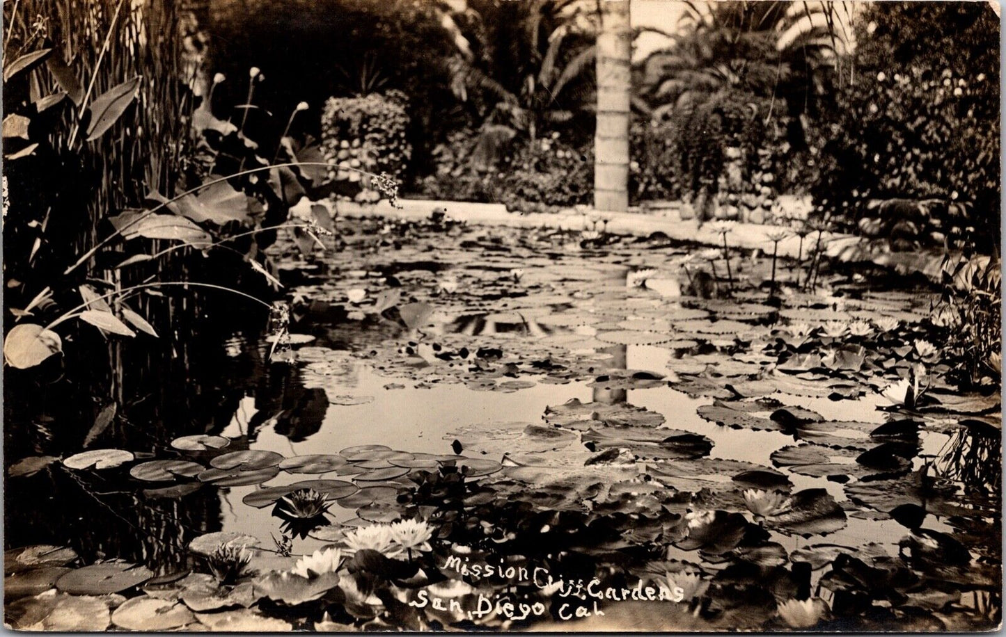 RP Postcard Lilly Pond at Mission Cliff Gardens in San Diego, California~139715