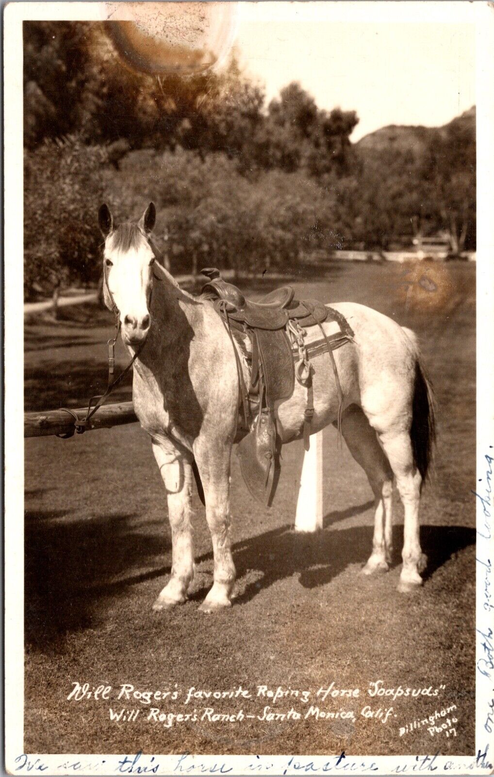 RPPC Will Rogers Favorite Roping Horse Soapsuds Ranch Santa Monica, California