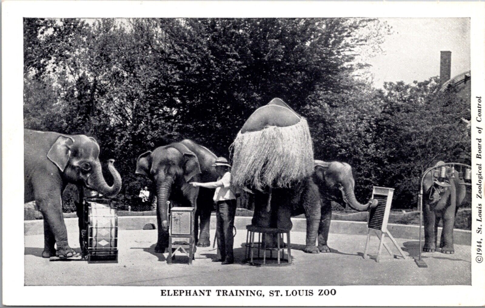 1944 Postcard Elephant Training Playing Music at the St. Louis Zoo Missouri