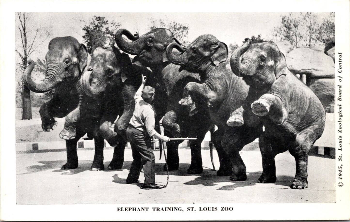 1945 Postcard Elephant Training at the St. Louis Zoo Missouri