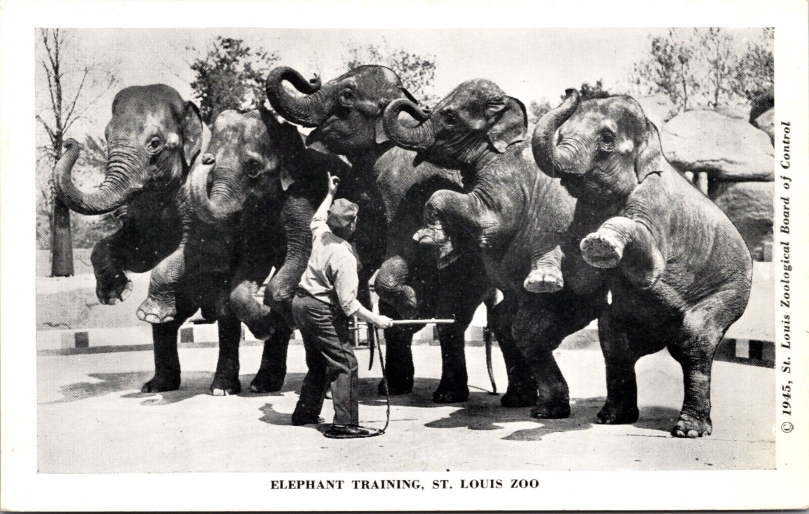 1945 Postcard Elephant Training at the St. Louis Zoo Missouri