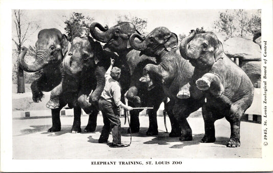 1945 Postcard Elephant Training at the St. Louis Zoo Missouri