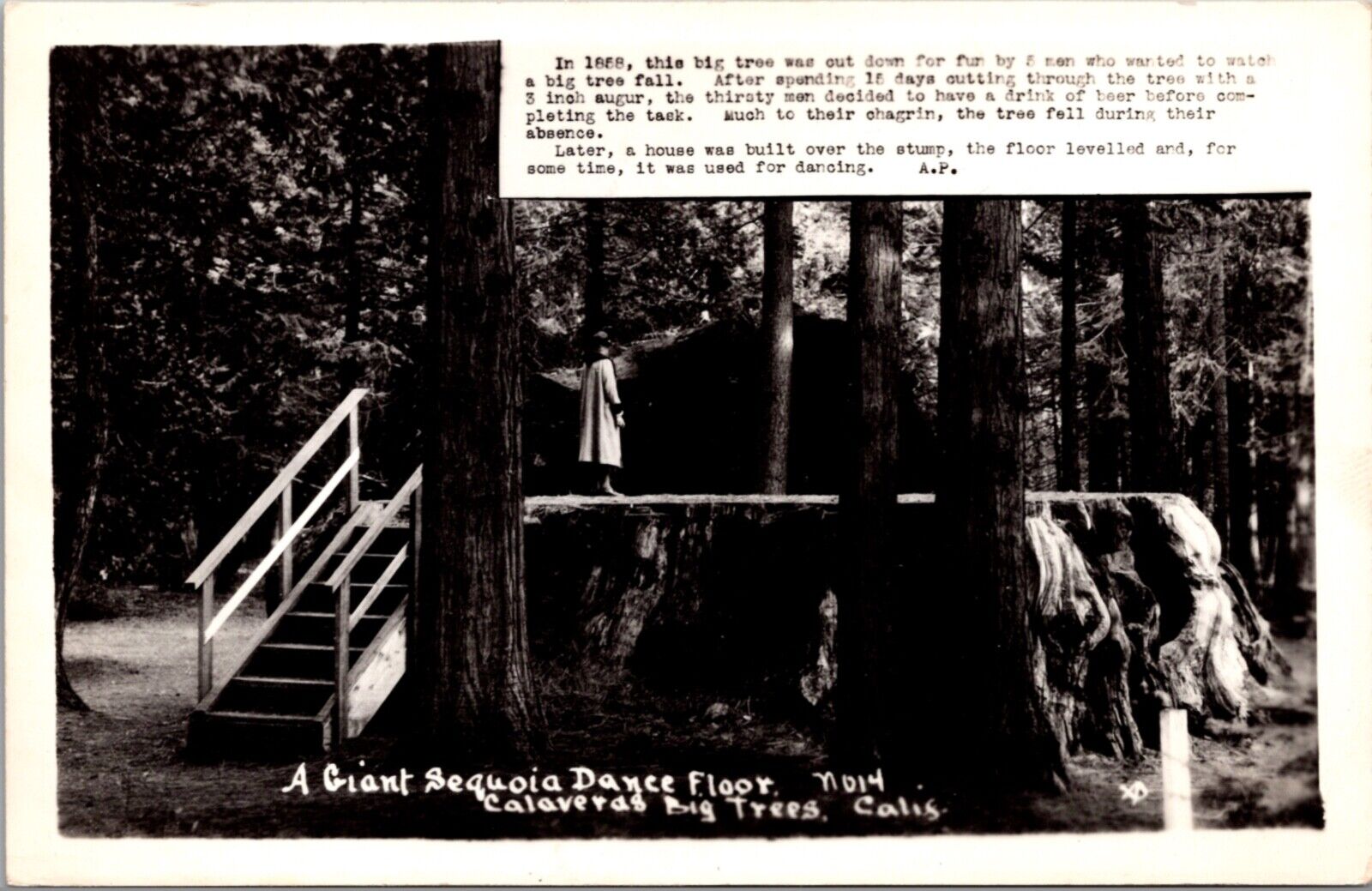 RPPC A Giant Sequoia Dance Floor, Calaveras Big Trees State Park California