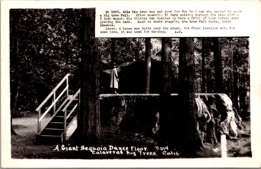 RPPC A Giant Sequoia Dance Floor, Calaveras Big Trees State Park California